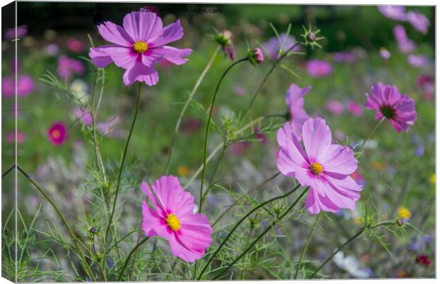 Pink Wild Flowers Canvas Print by Jo Sowden