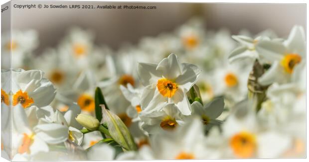 White Daffodils Canvas Print by Jo Sowden