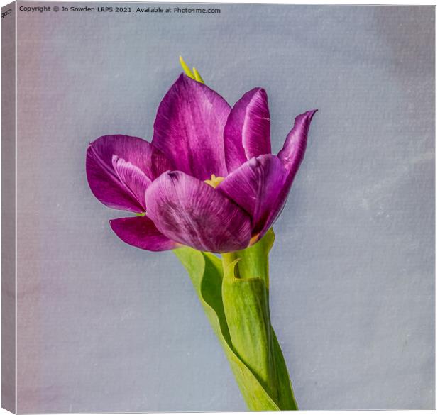 Purple Tulip Canvas Print by Jo Sowden