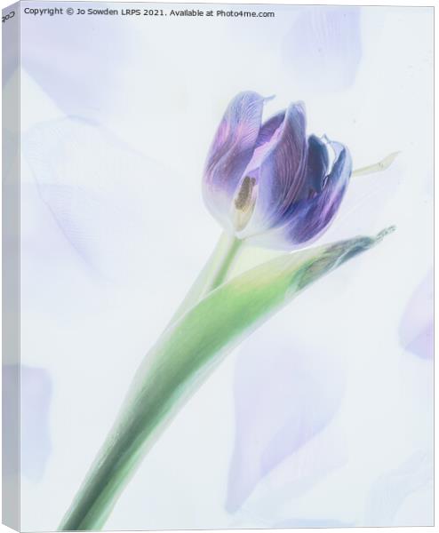 A single tulip Canvas Print by Jo Sowden