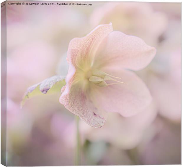 Pastel Hellebores Canvas Print by Jo Sowden