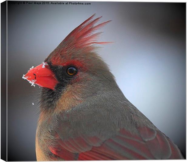  Female Northern Cardinal Canvas Print by Paul Mays