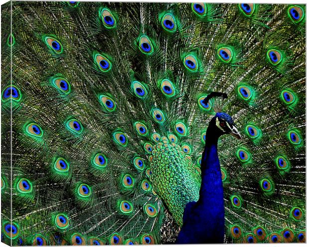  Peacock Canvas Print by Paul Mays