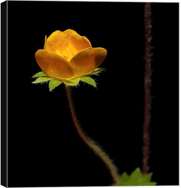  Tiny Yellow Wild Bloom Canvas Print by Paul Mays