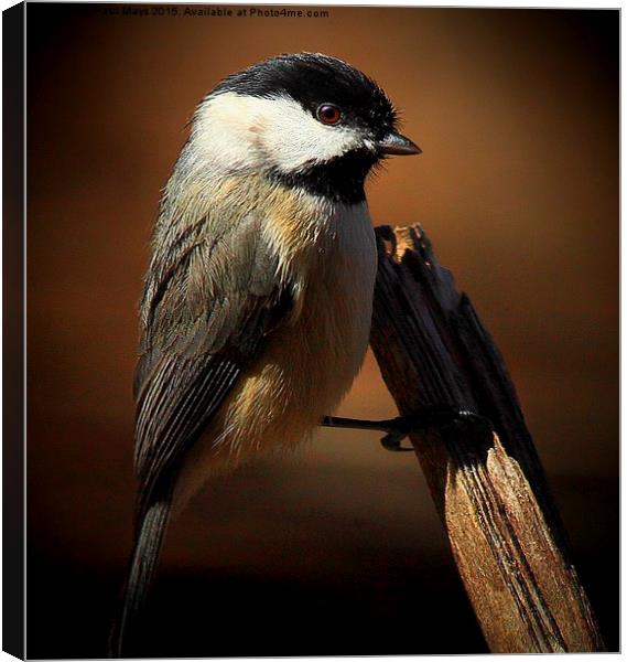  Black Capped Chickadee Canvas Print by Paul Mays