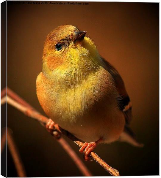  American Gold Finch Canvas Print by Paul Mays