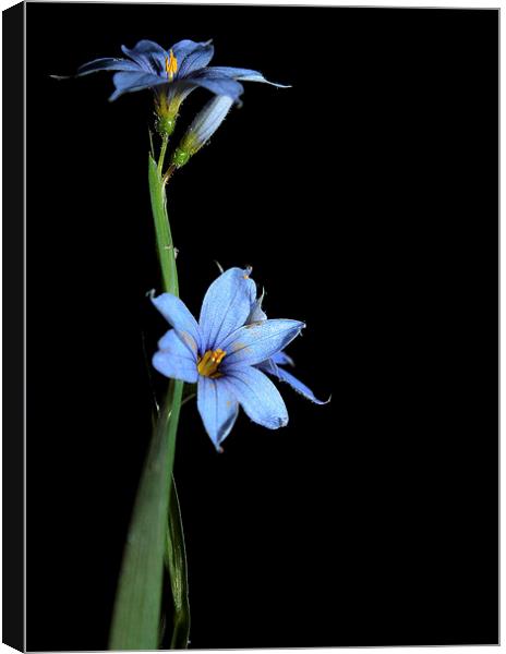  Wild Flower in Blue on Black  Canvas Print by Paul Mays