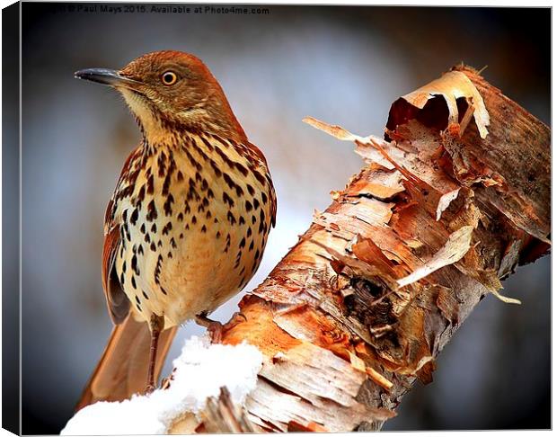   Brown Thrasher   Canvas Print by Paul Mays