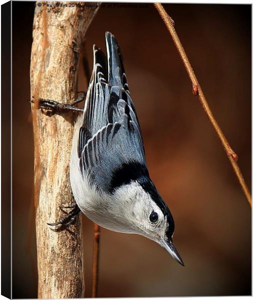  White Bellied Nuthatch Canvas Print by Paul Mays