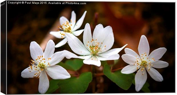  The White Blooms  Canvas Print by Paul Mays