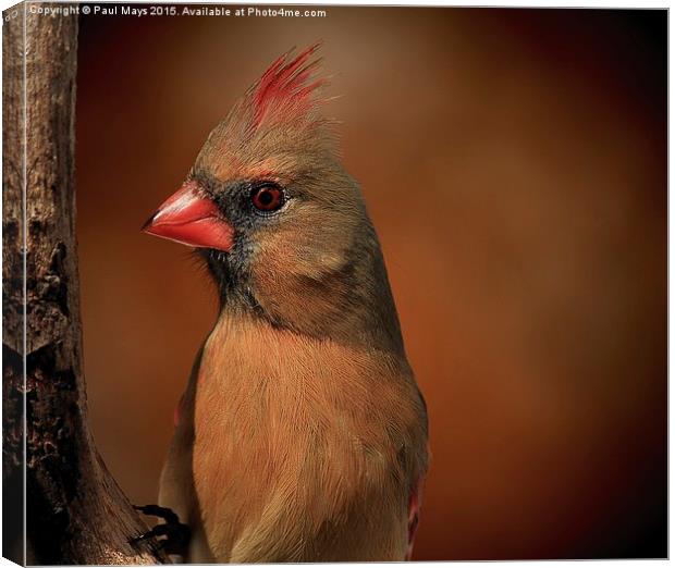 Female Northern Cardinal Canvas Print by Paul Mays