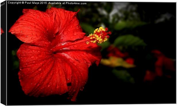  Hibiscus Canvas Print by Paul Mays