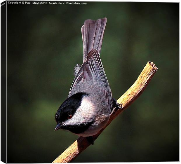 Black Capped Chickadee Canvas Print by Paul Mays