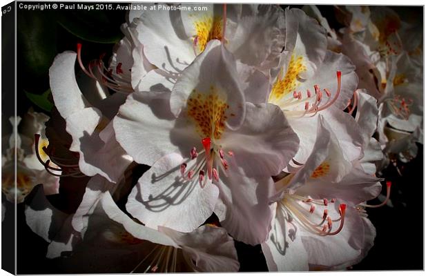  Spring Blooms  Canvas Print by Paul Mays