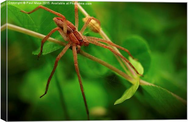  Spider in the Woods Canvas Print by Paul Mays