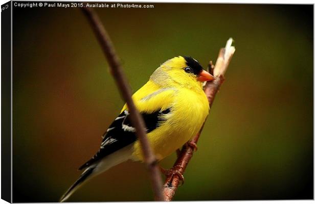 Male American Goldfinch Canvas Print by Paul Mays