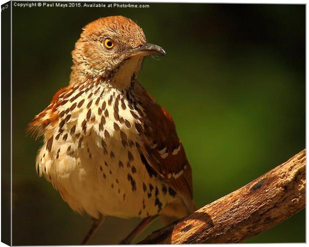 Brown Thrasher Canvas Print by Paul Mays