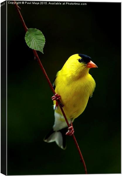 Male American Goldfinch in summer plumage Canvas Print by Paul Mays