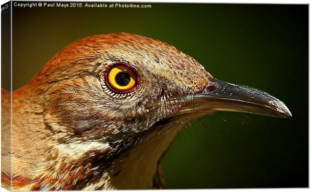 Brown Thrasher Canvas Print by Paul Mays