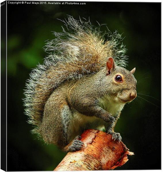  Rocky Canvas Print by Paul Mays