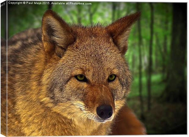  Coyote Canvas Print by Paul Mays