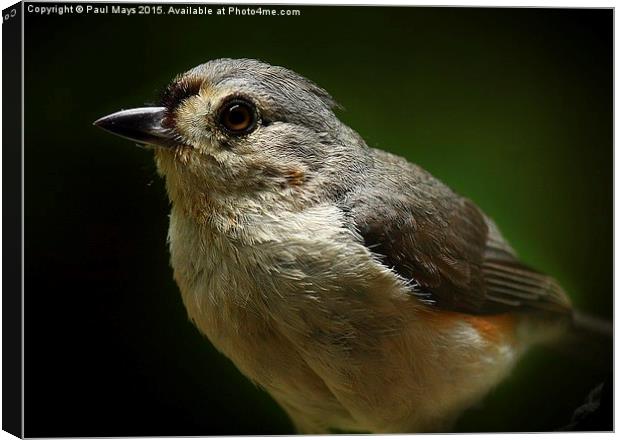  Tuffed Titmouse Canvas Print by Paul Mays