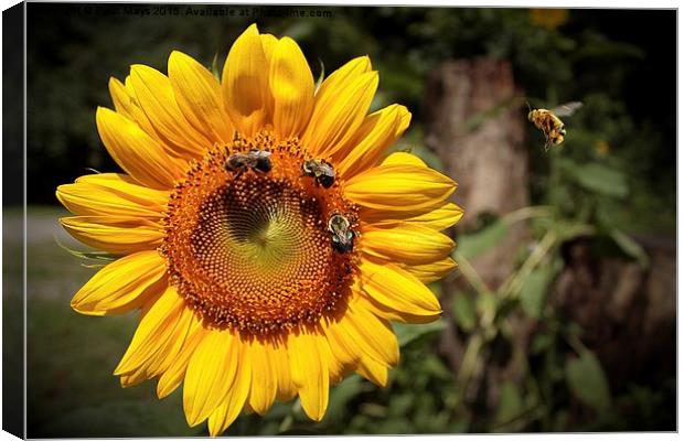 Sunflower and Bumble Bees 2 Canvas Print by Paul Mays