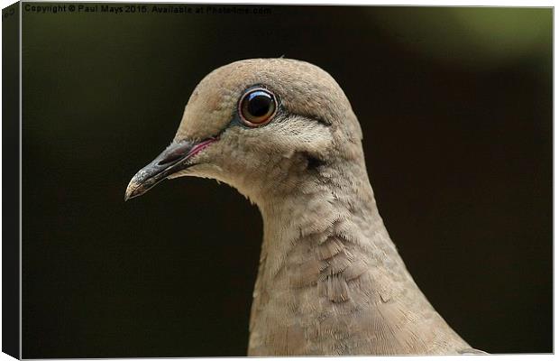  Female Mourning Dove  Canvas Print by Paul Mays