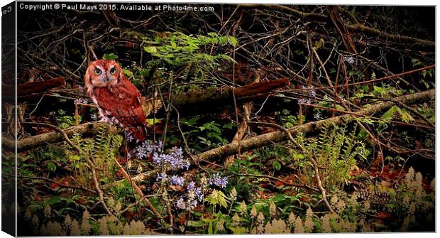  Screech Owl in the Woods Canvas Print by Paul Mays