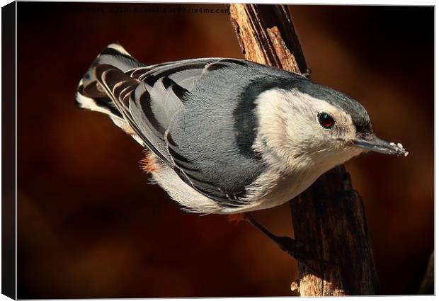 White Breasted Nuthatch  Canvas Print by Paul Mays