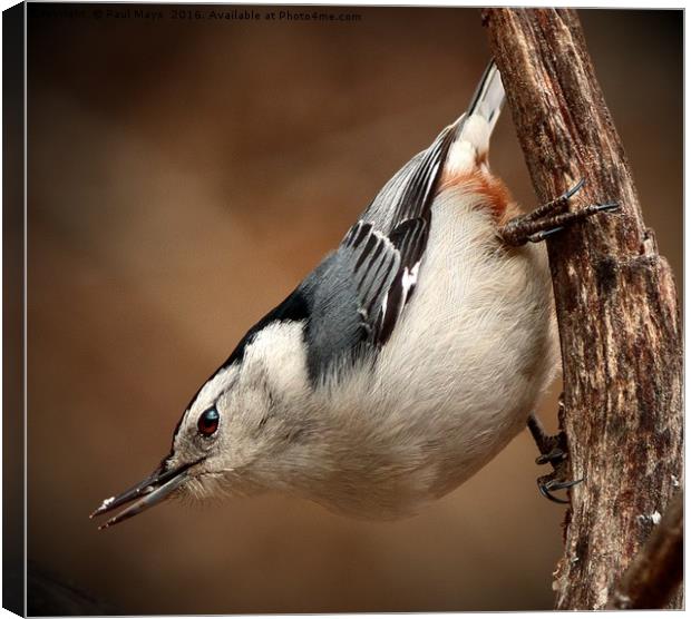 White Breasted Nuthatch Canvas Print by Paul Mays