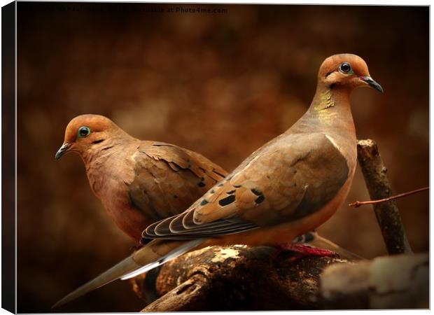 Mourning Doves Canvas Print by Paul Mays