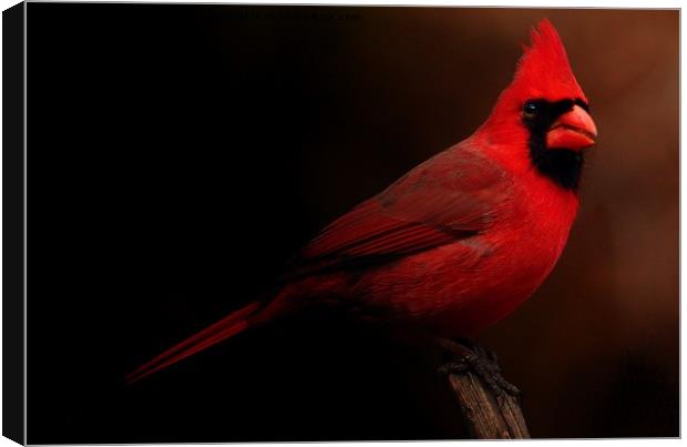 Male Northern Cardinal Canvas Print by Paul Mays