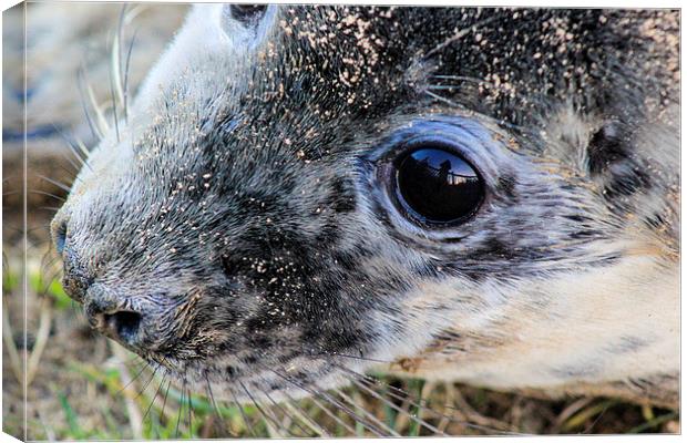  baby grey Seal Smiling Canvas Print by Fred West