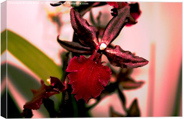  Bright Red Orchid Canvas Print by Fred West