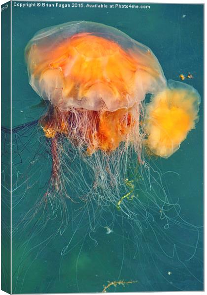 Jellyfish Canvas Print by Brian Fagan