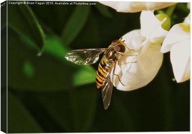  Hoverfly Canvas Print by Brian Fagan