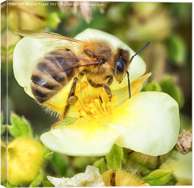 Honey Bee Canvas Print by Brian Fagan