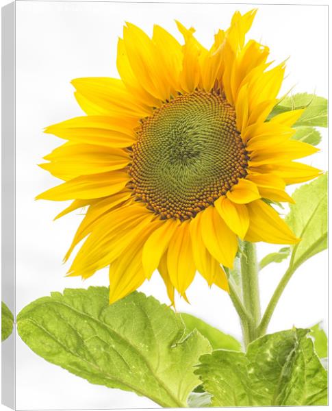 Sunflower Canvas Print by Brian Fagan