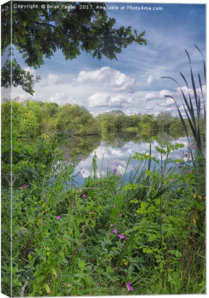 Reeds and reflection on a summers day Canvas Print by Brian Fagan