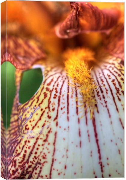 Orange Iris Macro  Canvas Print by Craig Williams