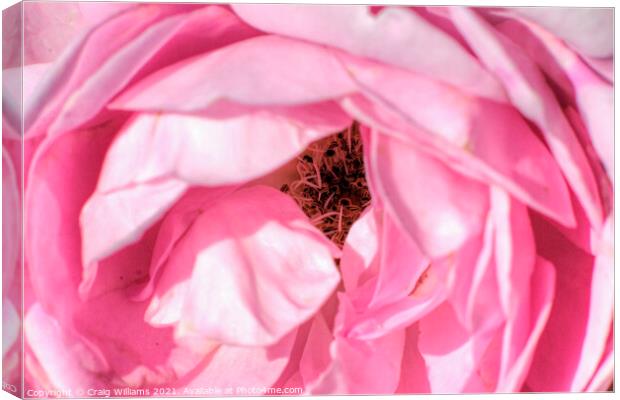 Pink Rose Close Up  Canvas Print by Craig Williams
