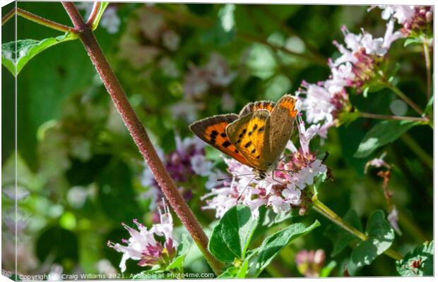 Small Copper on Wild Marjoram  Canvas Print by Craig Williams