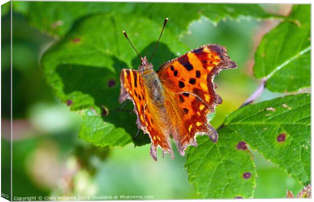 Comma Butterfly on Bramble Leaf Canvas Print by Craig Williams