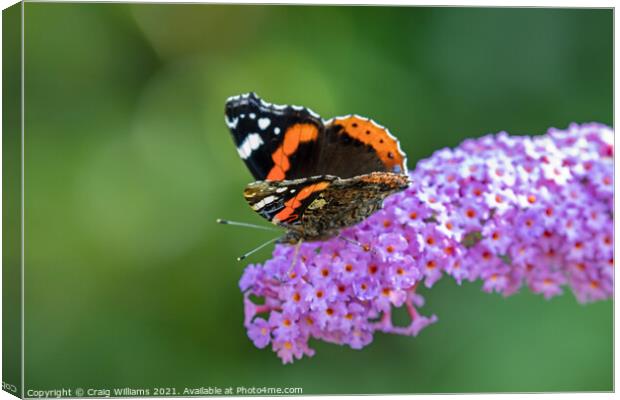 Red Admiral on Buddleia plant Canvas Print by Craig Williams