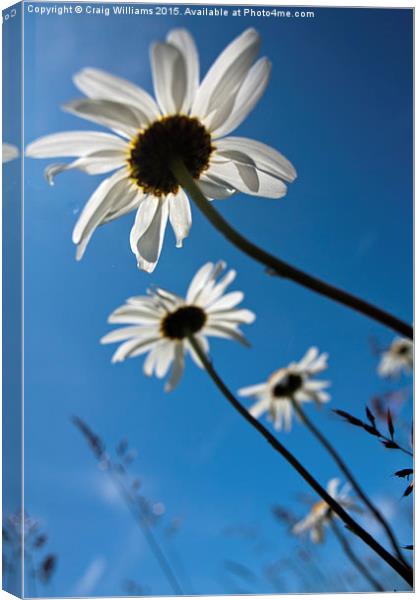  Basking in a Blue Sky Canvas Print by Craig Williams