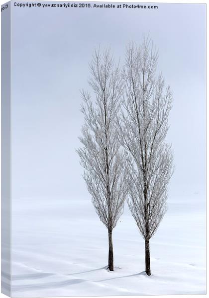 Poplar trees in winter Canvas Print by yavuz sariyildiz