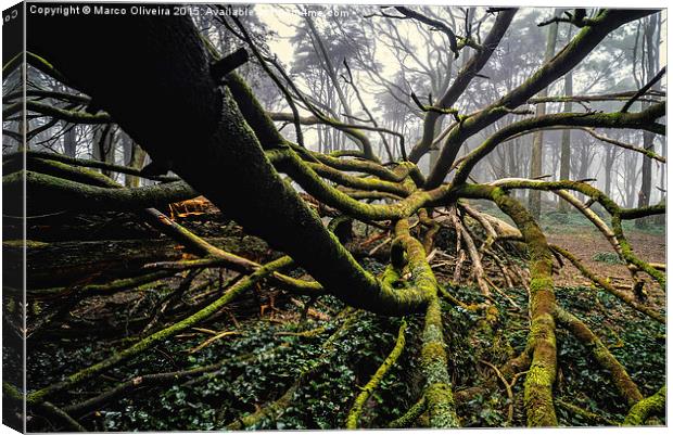 The Fallen Tree I Canvas Print by Marco Oliveira