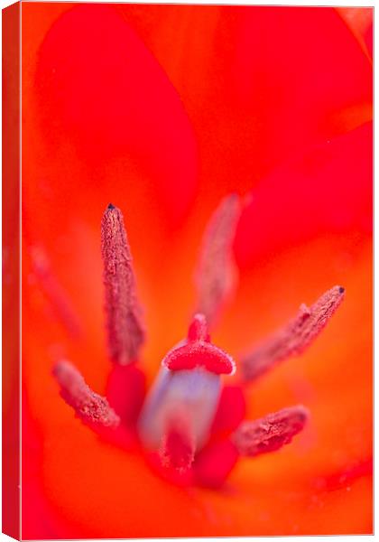  Red Flower Canvas Print by Paul Williams