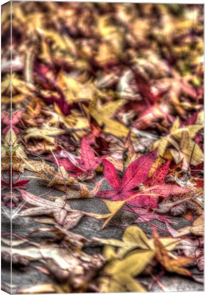  Red and yellow leafs Canvas Print by Paul Williams